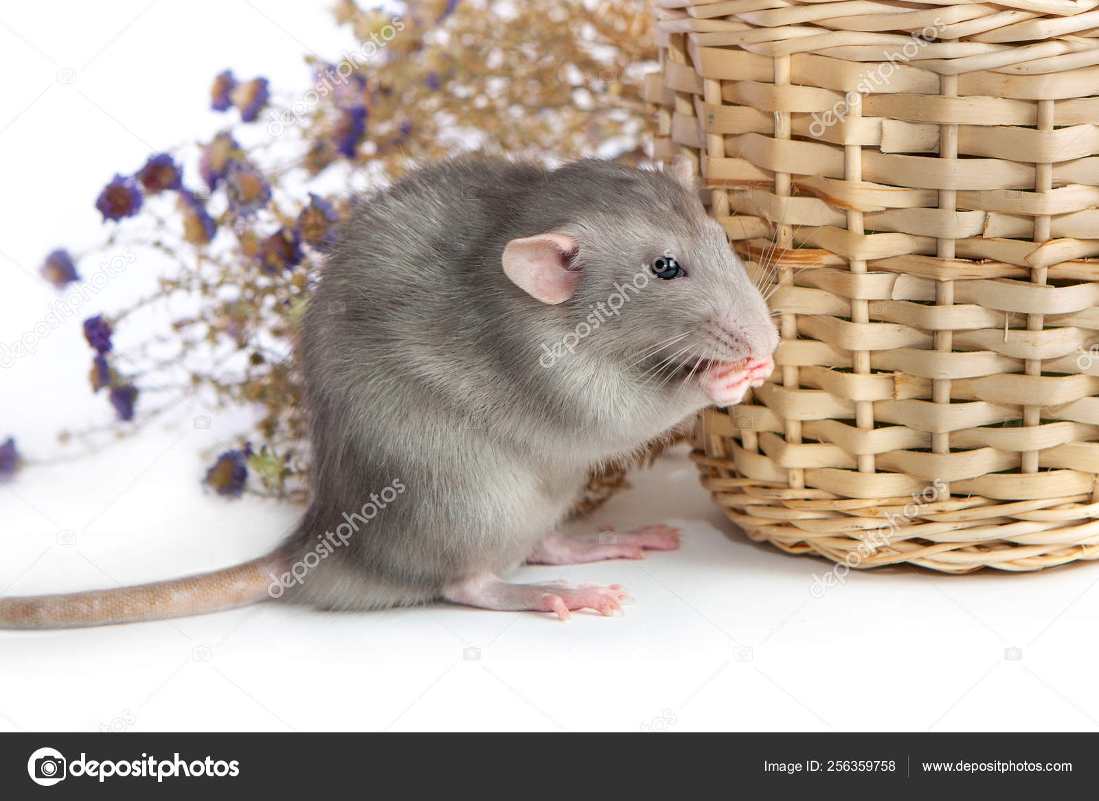 Rato dumbo decorativo ao lado de flores de crisântemo em um branco é fotos,  imagens de © Florimel #256359758